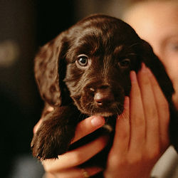 pup