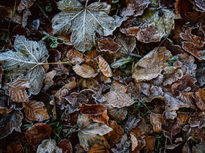 Rituals of Release Before Winter