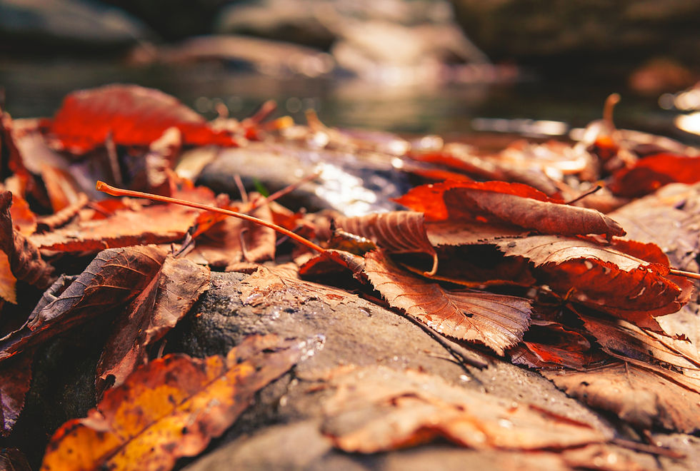 What's living under the leaves? - Sept 30th