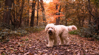 Hiking with Your Dog: What to Know Before You Go 