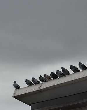 Image by Julie Boyne