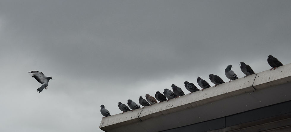 Bird Control Services