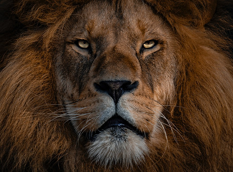 Image by Ingo Stiller