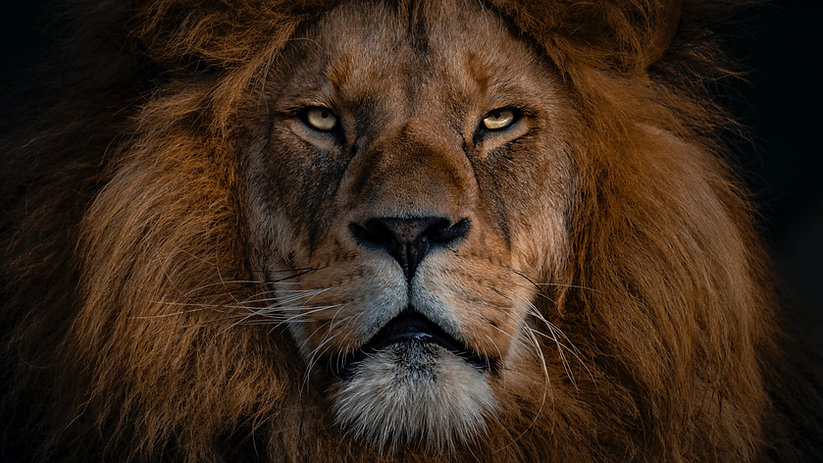 Image by Ingo Stiller