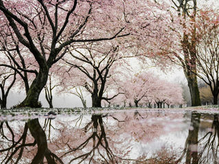 LET YOUR PEACE BLOSSOM