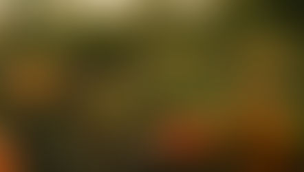 Orange and green pumpkins lie scattered in a lush, leafy field. The earthy tones and overcast sky create a calm, autumnal mood.