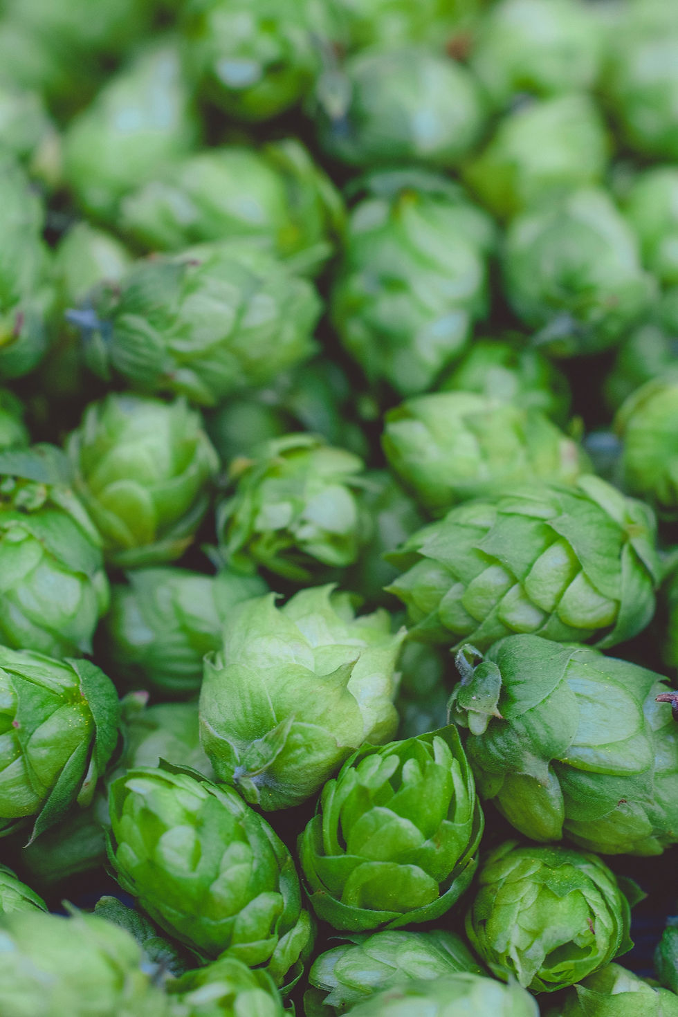 An image of hops from Calgary Brewery Tours at YYC TOURS