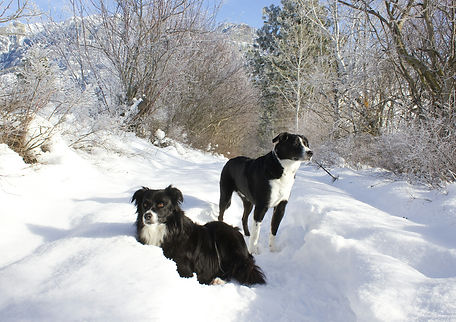 winter-dog-walking-aspen-hero.jpg