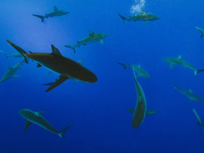 Four reasons to overcome your fear of sharks.