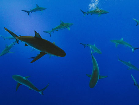 Mapping Critical Habitats of Threatened Shark Species in the Algarve Coast | CCMAR | Algarve University