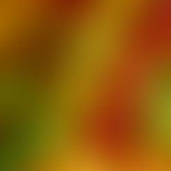 Apples to Oranges