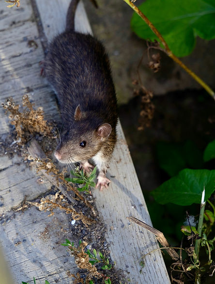 Dead Rat Removal in Manchester