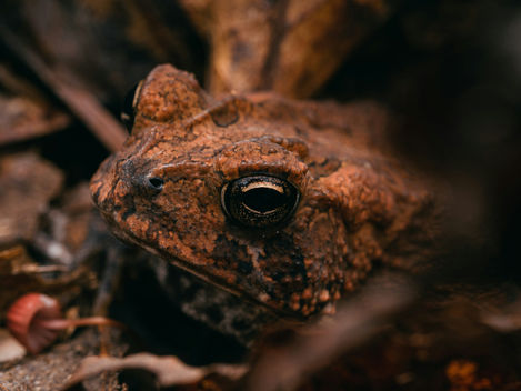Wildlife day with Froglife