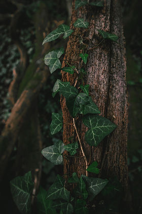 Image by Natalia Kochanska