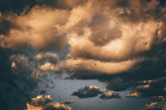 Image by Oscar Söderlund
