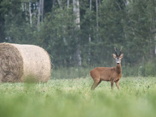 Deer Stalking With Friends - before you get your FAC
