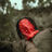 A True Colour in the Shadow: Unveiling the False Foe We Target 