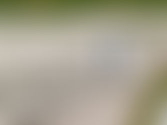 Prinzessin Paula galoppiert ins Finale: Qualifikation für Nürnberger Burg-Pokal