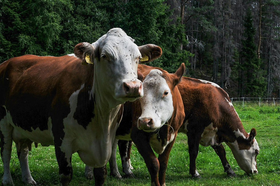 Nutrición Ruminal Bovina