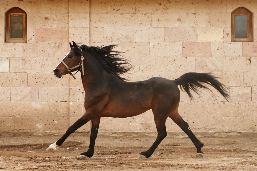 horse trotting to assess lameness