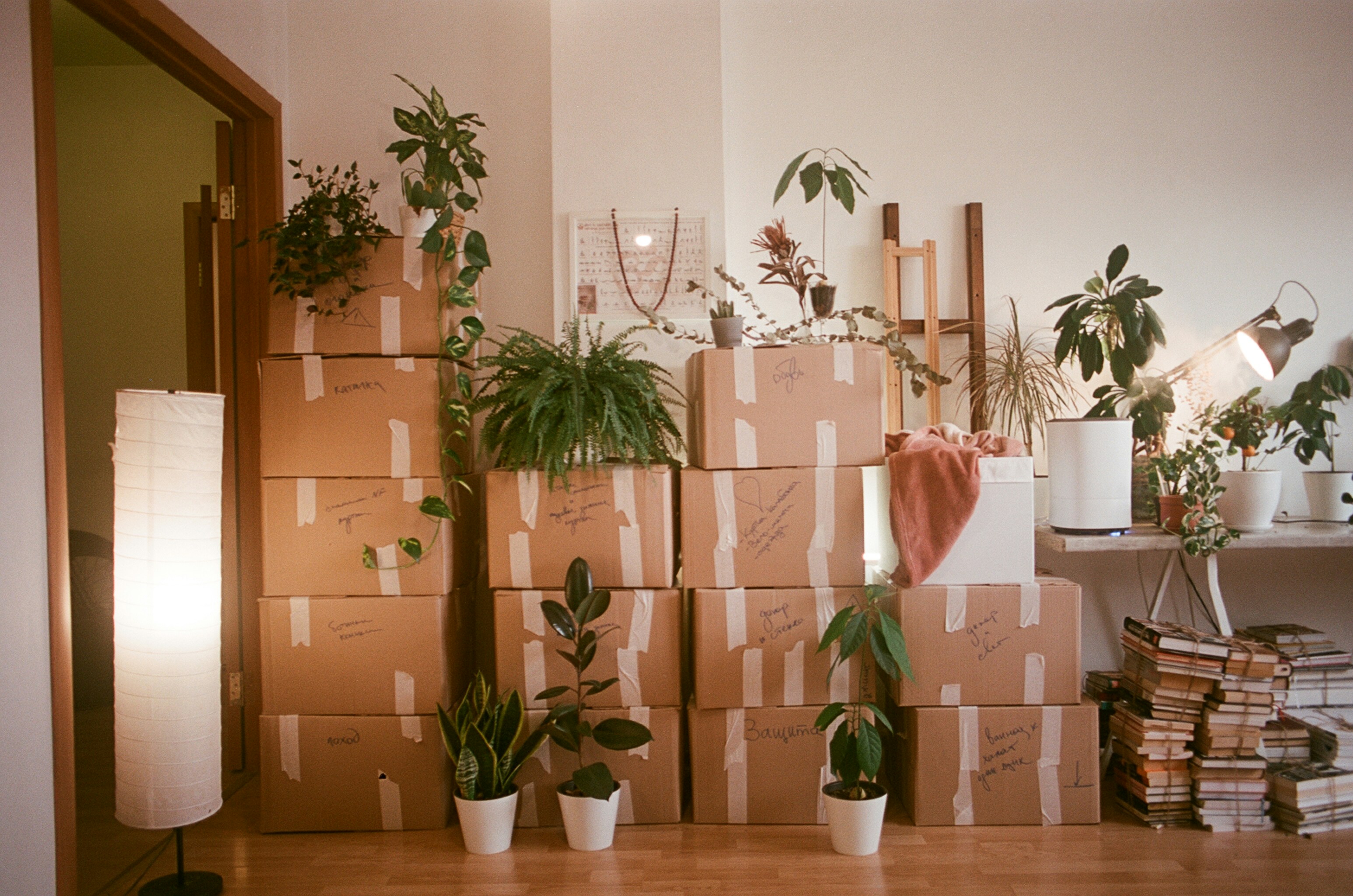 Photograph of cardboard boxes labeled with plants stacked around them.