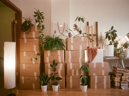 Stacked moving boxes with houseplants in a cozy room, preparing for a home move