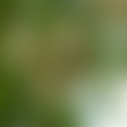 Gesunder Darm, gesunder Mensch: Warum Bio Akazienfaser Pulver so wertvoll für unsere Gesundheit ist!