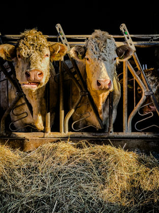 Ganado bovino sano con buen manejo sanitario