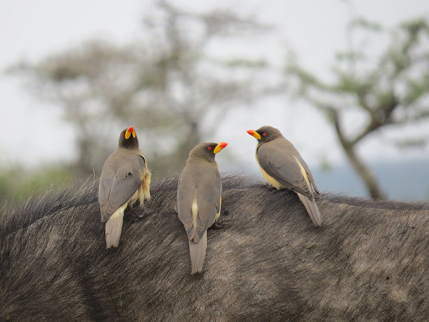 Image by Melissa van Niekerk