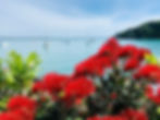 Vibrant red pohutukawa flowers bloom gracefully beside a serene body of water, creating a picturesque natural scene.