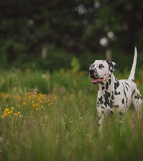 Image by Lorren & Loki