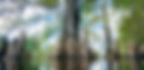 Image by The Tampa Bay Estuary Program