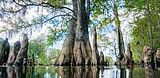 Image by The Tampa Bay Estuary Program