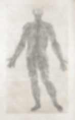 The nervous system