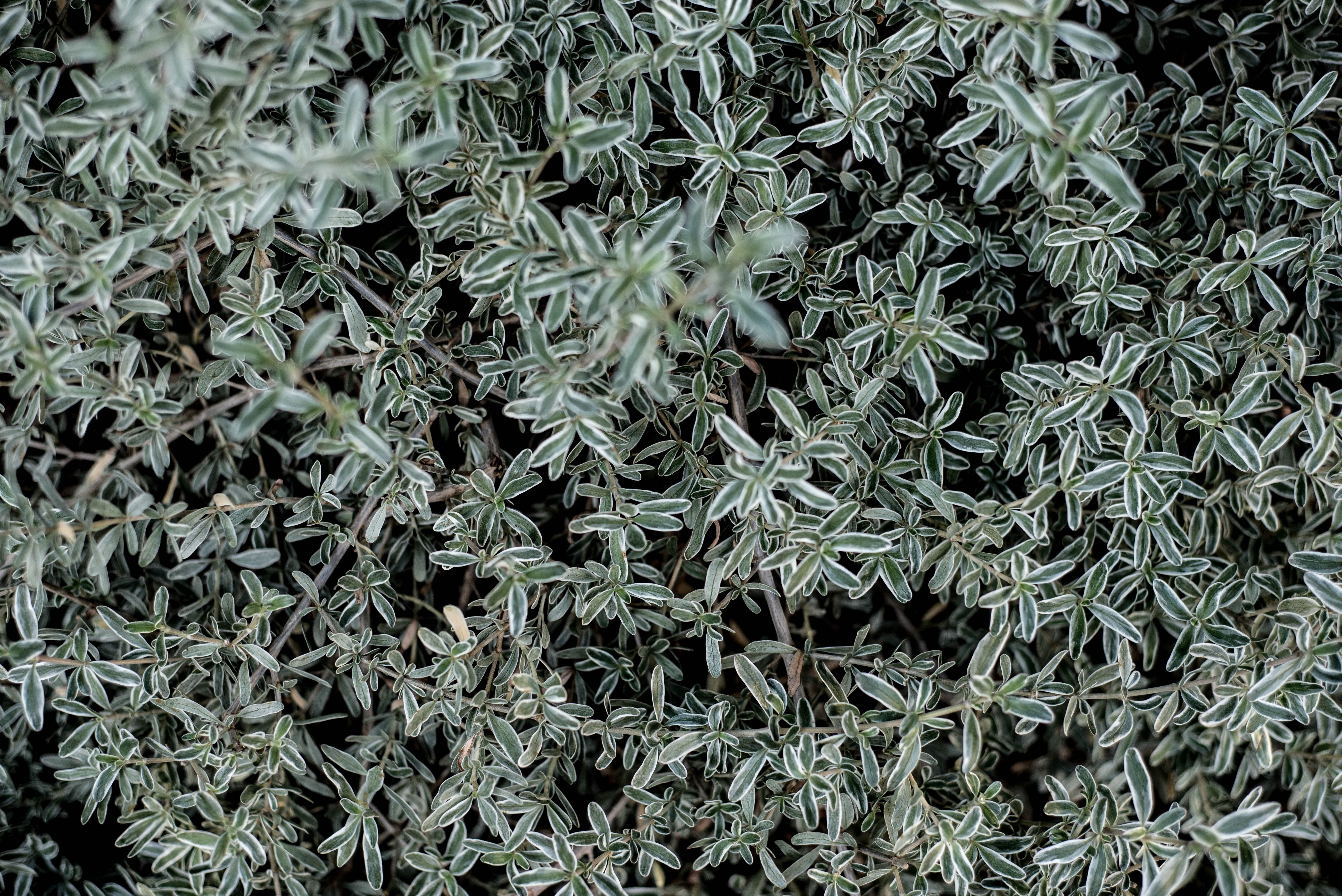 Astragalus