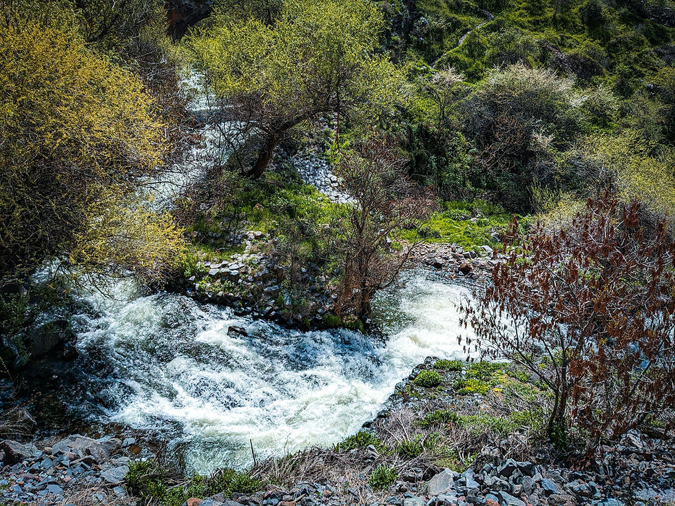 A small river flows through a lush, green forest with trees on both sides. Vibrant foliage and rocks line the bank under a clear blue sky.