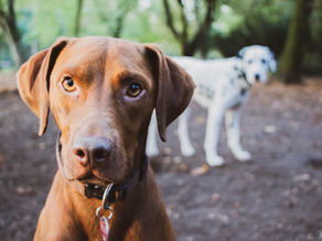 Professional Dog Training - Why Education Isn't Optional!