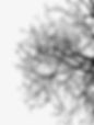 Dark tree branches resembling neural pathways, symbolizing the brain-body connection. Image by Martino Pietropoli
