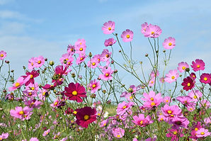 Image by Reika Makes