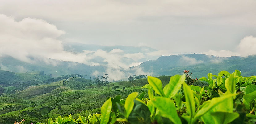 Image by Hanandito Adi