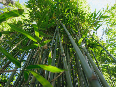 The Anatomy of Bamboos: Understanding Rhizomes, Nodes and Culms