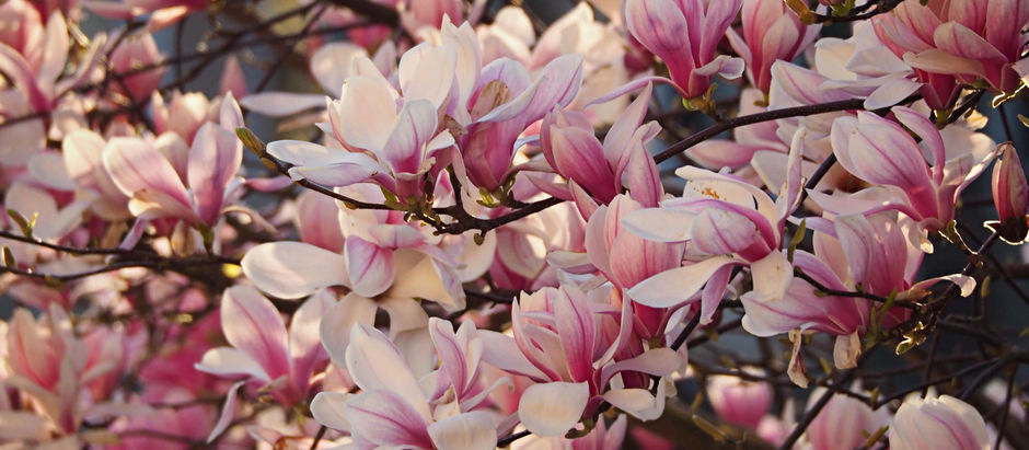PARISH NEWS - 11 April 2021