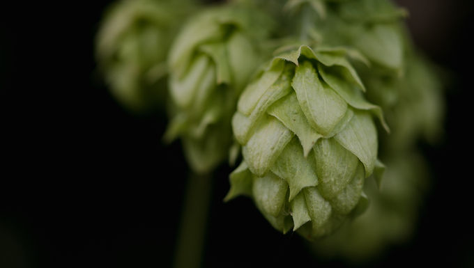 Hopfen