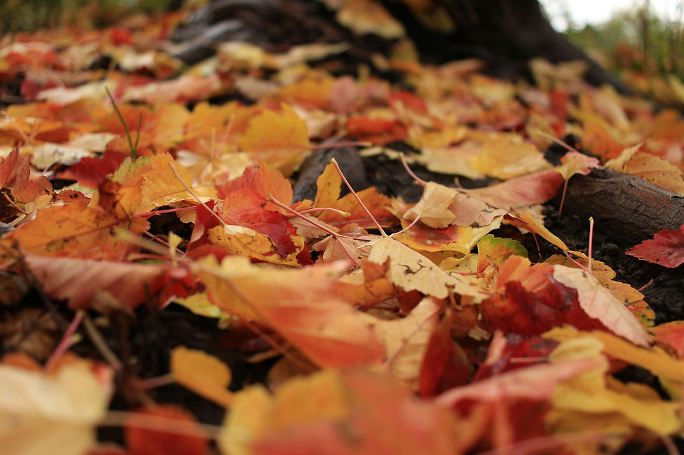 Morgandale Lawn Service