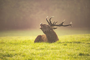 Caribou