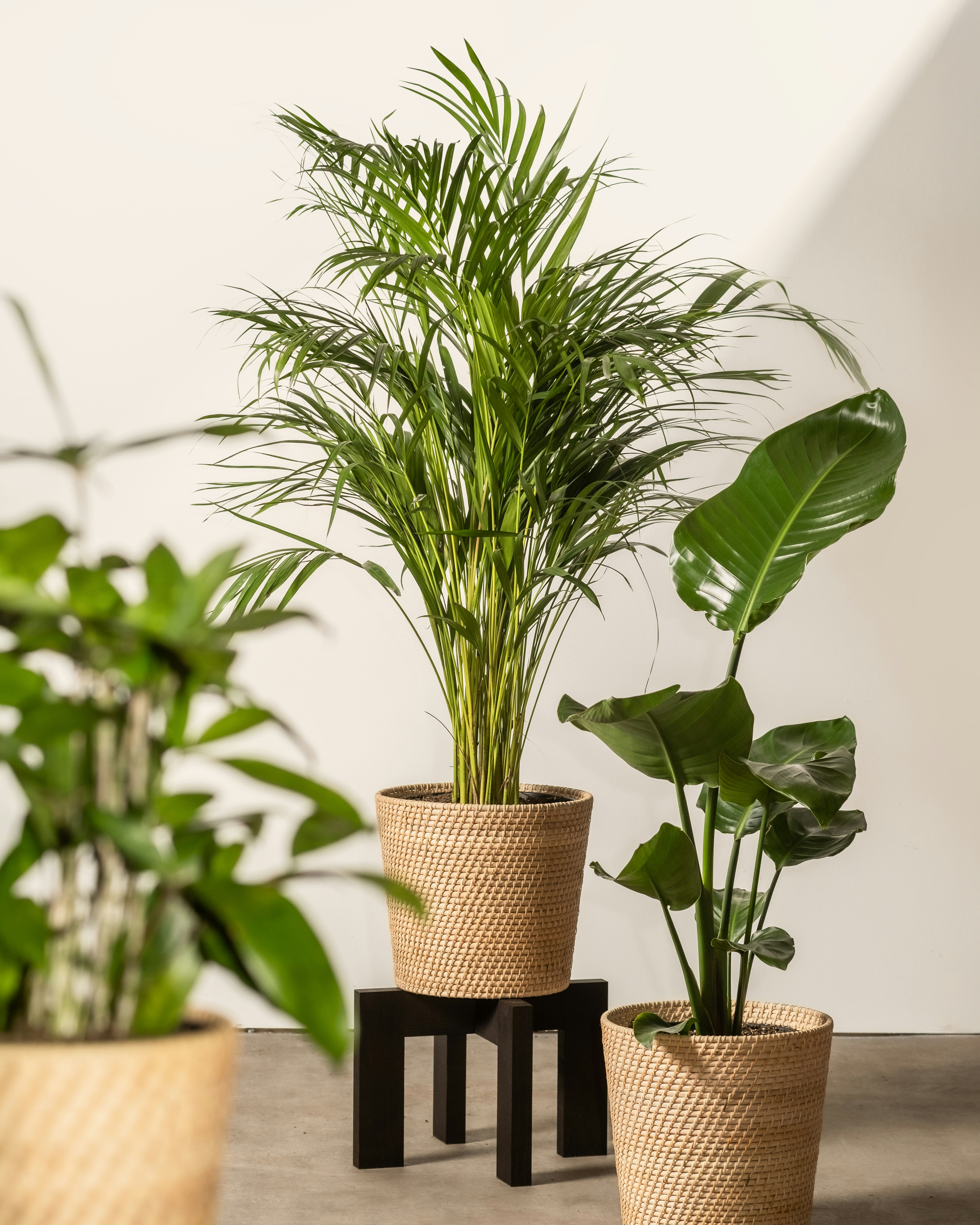 Green Fresh Air Plant Set Indoor with easy-care indoor plants for home and office, purifying air and adding natural greenery.