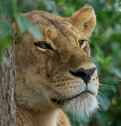 Image by Dmitrii Zhodzishskii