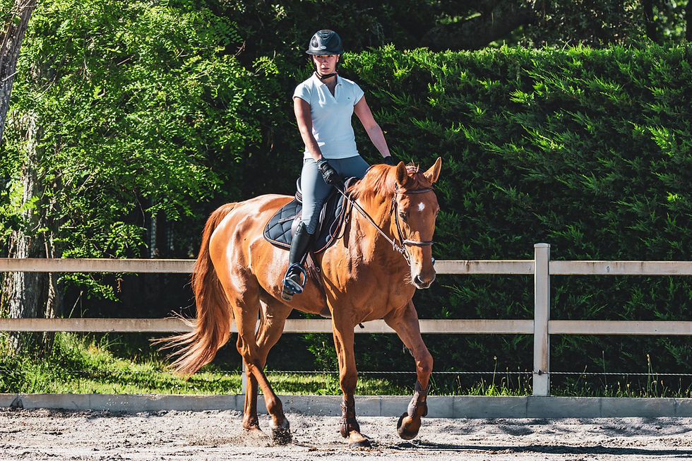 performance horse in riding ring needs hydrotherapy when injured