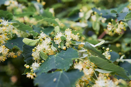 Linden flowers and bees