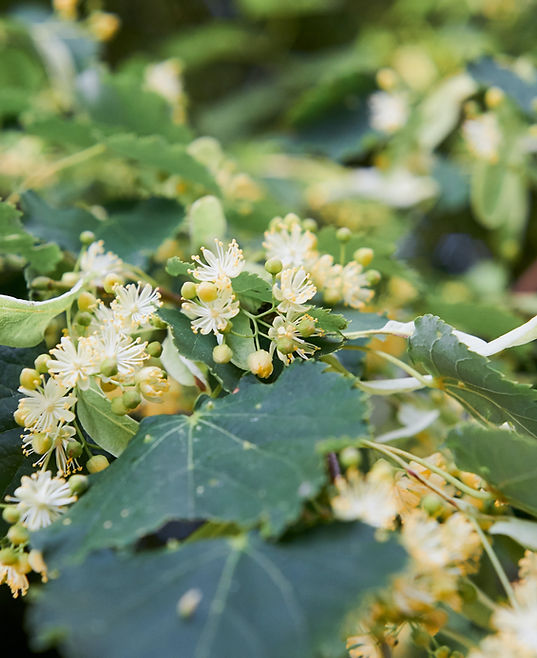 Linden flowers and bees